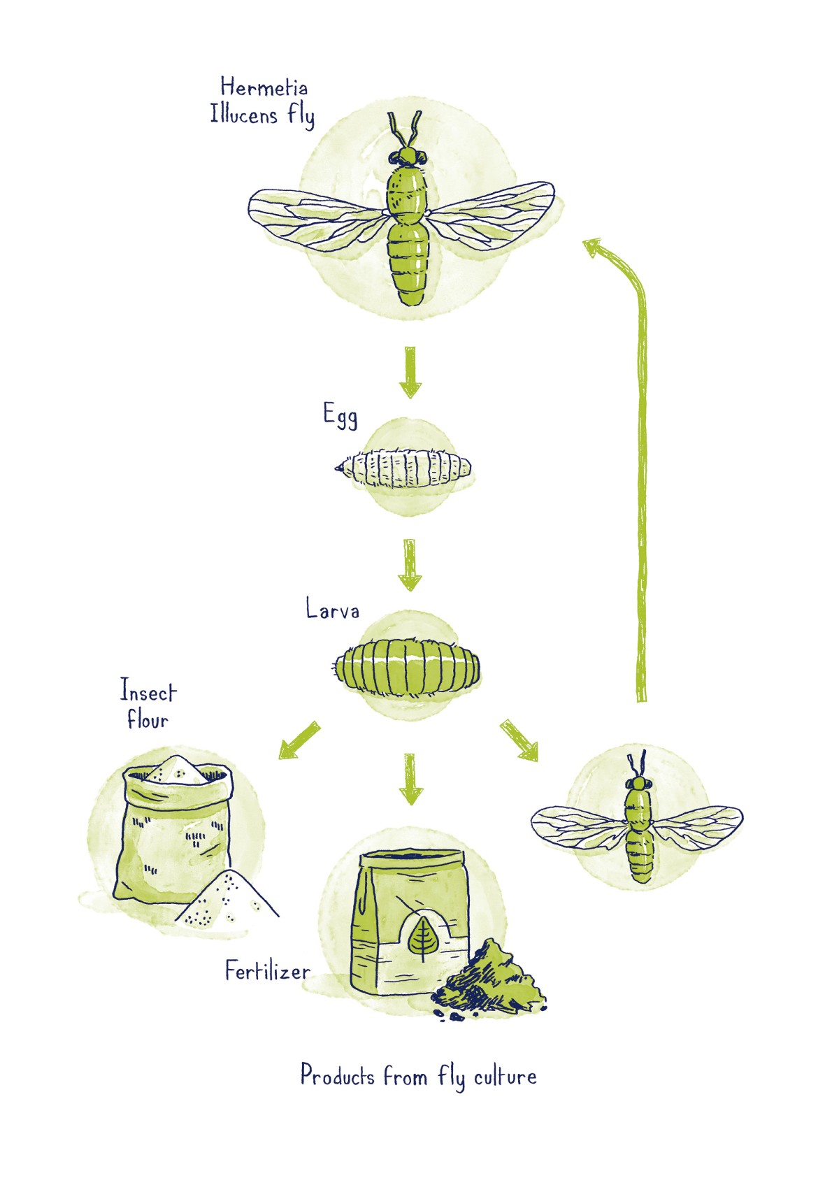 THOMAS VIEILLE, auteur et illustrateur.  